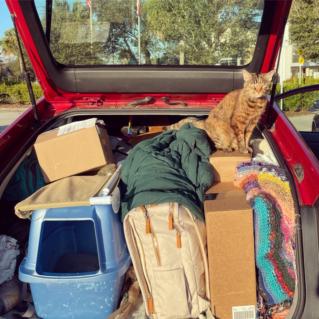 cat on a road trip