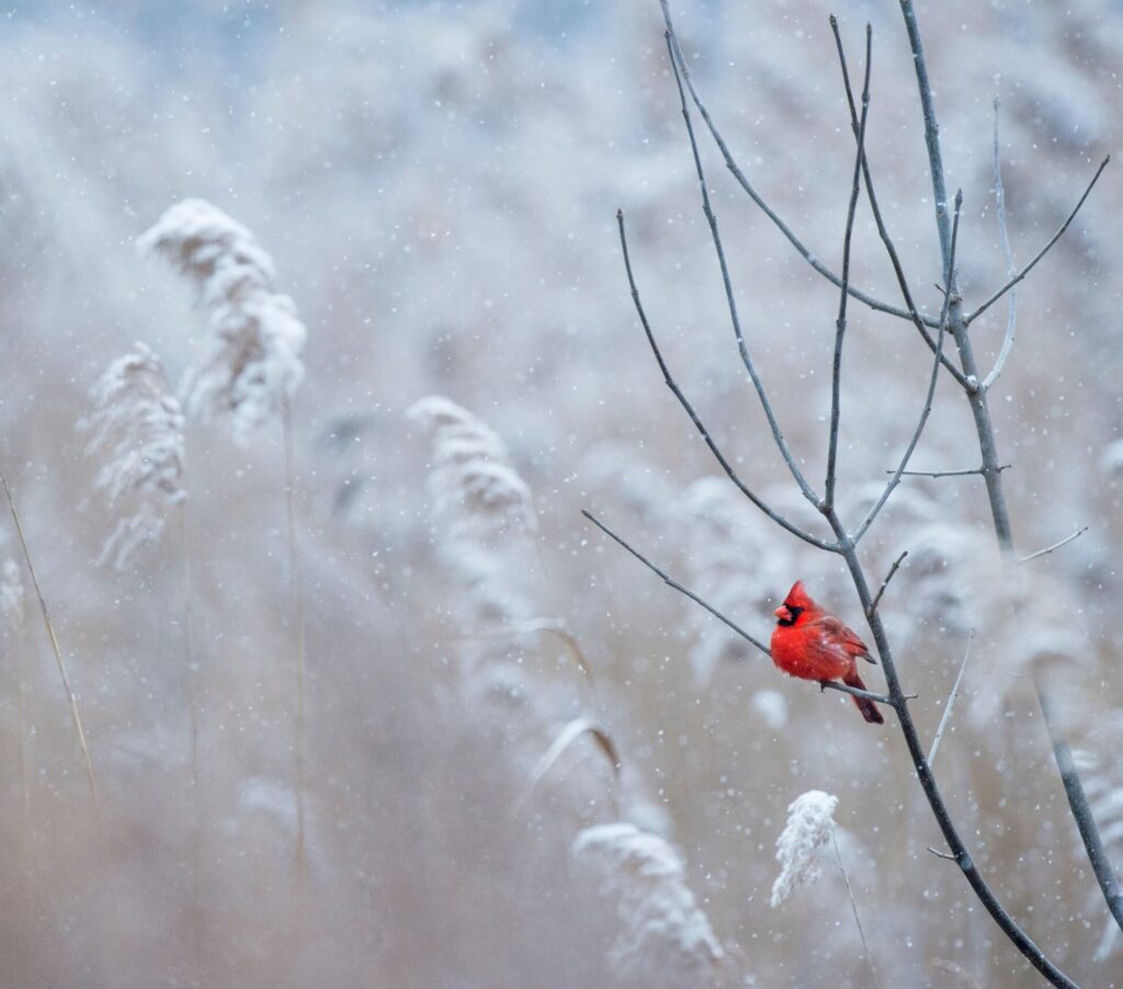 Red bird sitting on a withered tree branch during winter